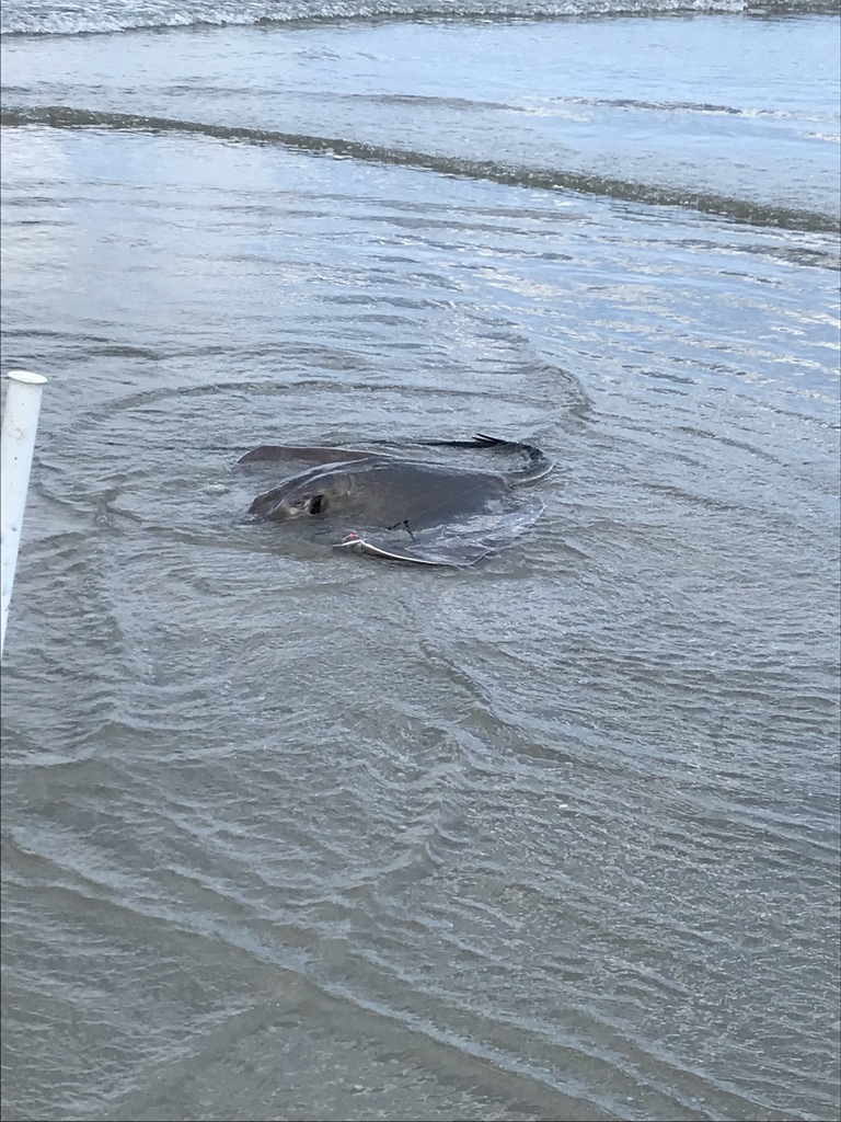Roughtail stingray lying in very shallow water over sand