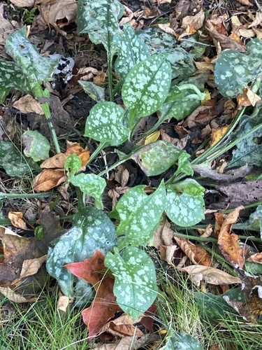Image of Bethlehem-Sage (Pulmonaria saccharata) by (c) Sandy Wolkenberg, some rights reserved (CC BY)
