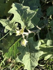 Solanum incanum