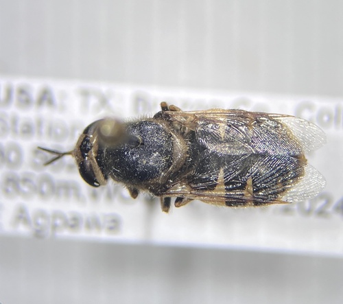 Odontomyia inaequalis