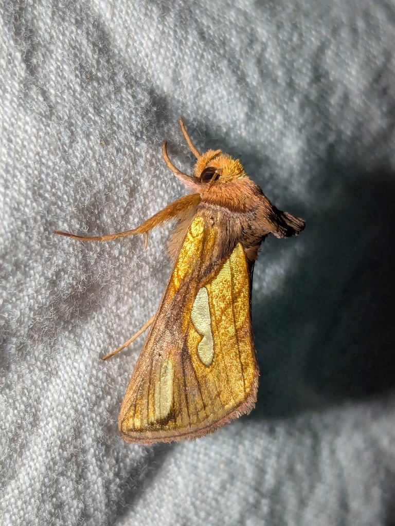 Connected Looper Moth
