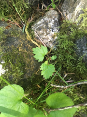 Boykinia occidentalis