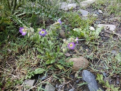 Nonea versicolor