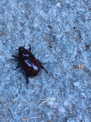 Oryctes nasicornis corniculatus