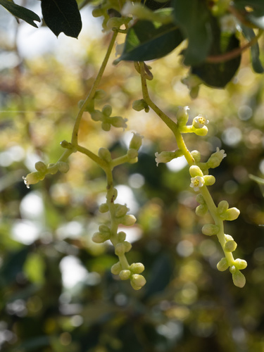Image of Cuscuta exaltata by (c) Turner Brockman, some rights reserved (CC BY-SA)