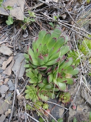 Sempervivum caucasicum