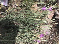 Lygodesmia grandiflora dianthopsis