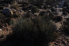 Hermbstaedtia glauca