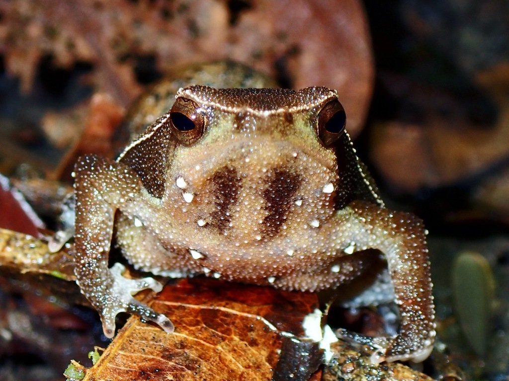 Web-footed Sticky Frog (Kalophrynus palmatissimus)