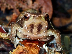 Lowland Grainy Frog photo 1