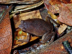 Lowland Grainy Frog photo 2