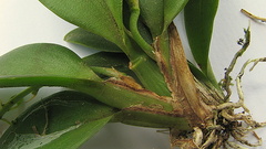 Notylia pubescens