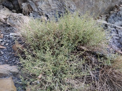 Scrophularia rupestris