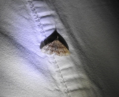 Phalaenophana pyramusalis