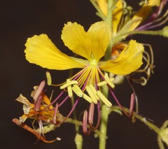 Cleome foliosa lutea