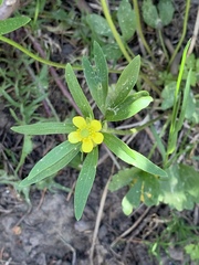 Ranunculus inamoenus