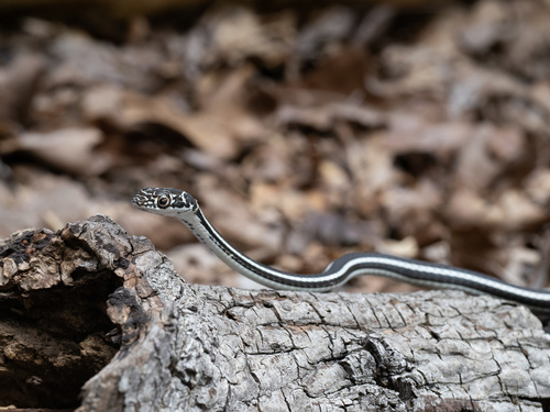 Central Texas Whipsnake