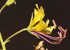 Cleome foliosa lutea