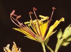 Cleome foliosa lutea