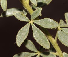 Cleome foliosa lutea