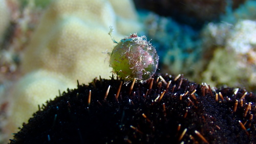 Valonia ventricosa observed 2024-09-25