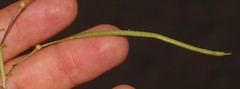 Cleome foliosa lutea