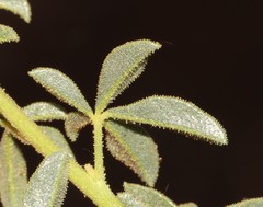 Cleome foliosa lutea