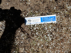 Eriogonum spergulinum