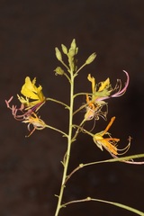 Cleome foliosa lutea