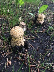 Amanita