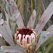 Protea lorifolia - Photo (c) Karen Eichholz, algunos derechos reservados (CC BY), subido por Karen Eichholz