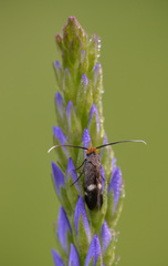 Cauchas leucocerella