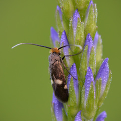 Cauchas leucocerella