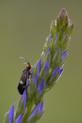 Cauchas leucocerella