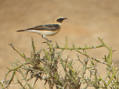 Oenanthe hispanica