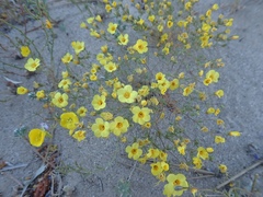 Leptosiphon chrysanthus