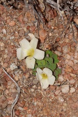 Oxalis pulchella