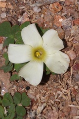 Oxalis pulchella