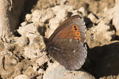 Erebia mancinus