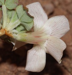 Oxalis pulchella