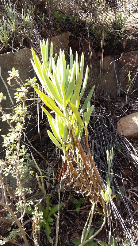 Curio ficoides 'Mount Everest' 2