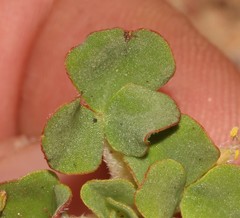Oxalis pulchella