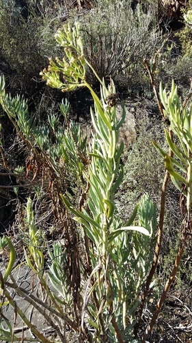 Curio ficoides