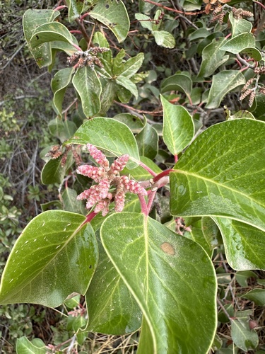 Rhus ovata
