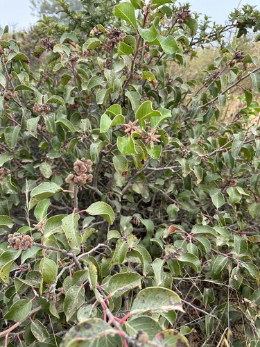 Rhus ovata