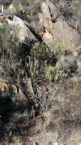 Curio ficoides