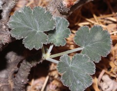 Pelargonium echinatum