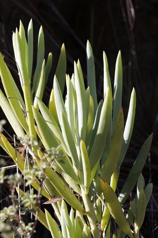 Curio ficoides 'Mount Everest'