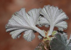 Pelargonium echinatum