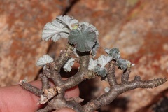 Pelargonium echinatum